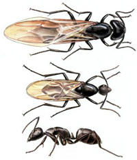 Carpenter Ants