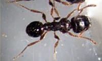 Pavement ant