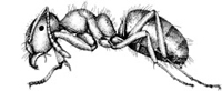 Pharaoh ant