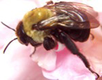 Carpenter bee