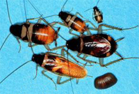 Brownbanded Cackroaches