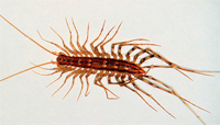 Centipede