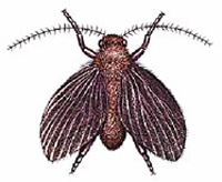 Drain Fly