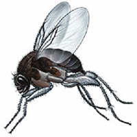 Phorid Fly