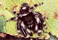 jumping spider