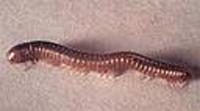 Millipede