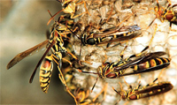 paper wasps