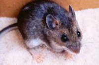 White-footed Mice