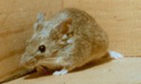 House mouse