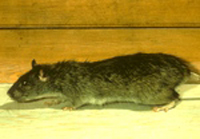 Norway rat
