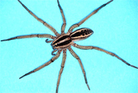 Wolf Spider