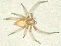 Yellow Sac Spider