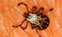 American Dog Tick