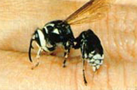 Baldfaced Hornet