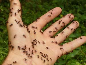 Ants on hand