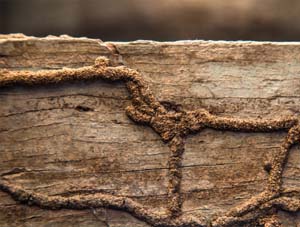 Termite Mud Tubes