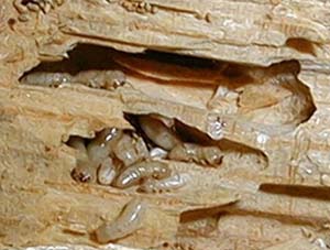 Termites in wood