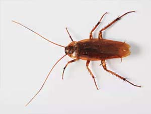 cockroach bug control