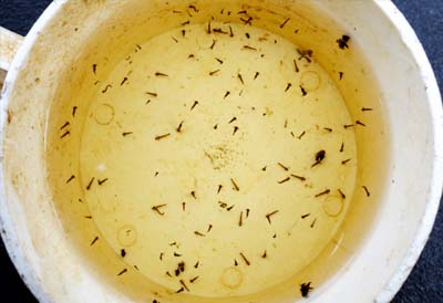 mosquitoes breeding in bucket