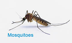 Mosquitoes Pest Control