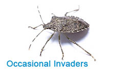 Occasional Invaders Pest Control
