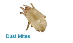 Dust Mite Pest Control