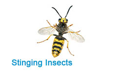 Stinging Insects Pest Control