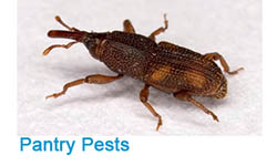 Stored Products Pantry Pest Control