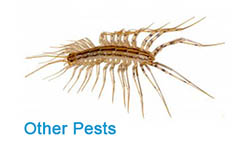 Other Pests Pest Control 2
