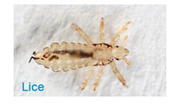 Lice Pest Control