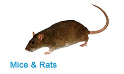 Mice Rat Rodent Pest Control