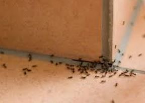 Ant Invasion in a Home