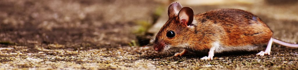 Rodent, Mice & Rat Control - Leaf Pest Control