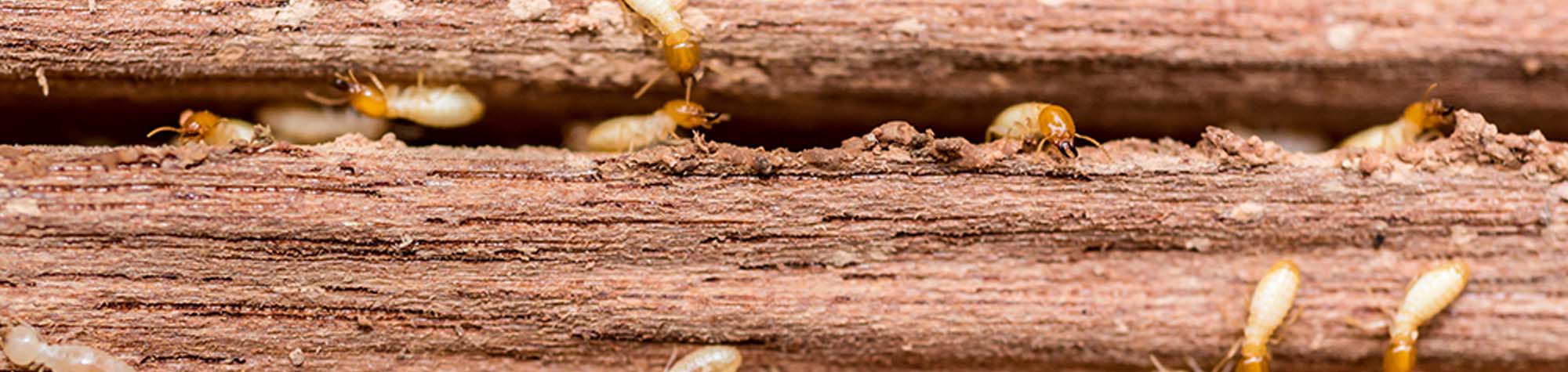 Termite Header